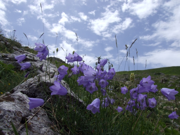 Campanula scheuchzeri / Campanula di Scheuchzer